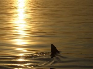 sunset shark